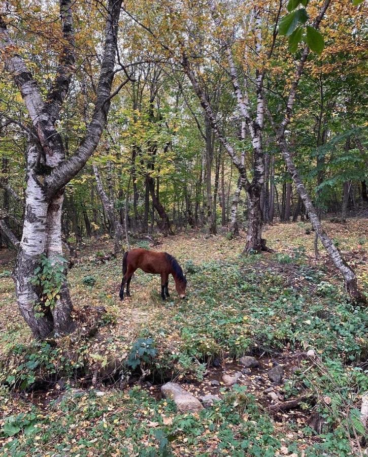 Villa Glamping Wolf Mount à Margahovit Extérieur photo